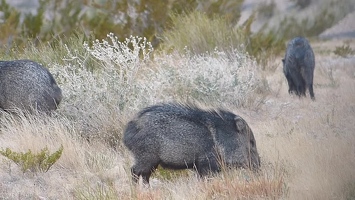 Video: Javelinas